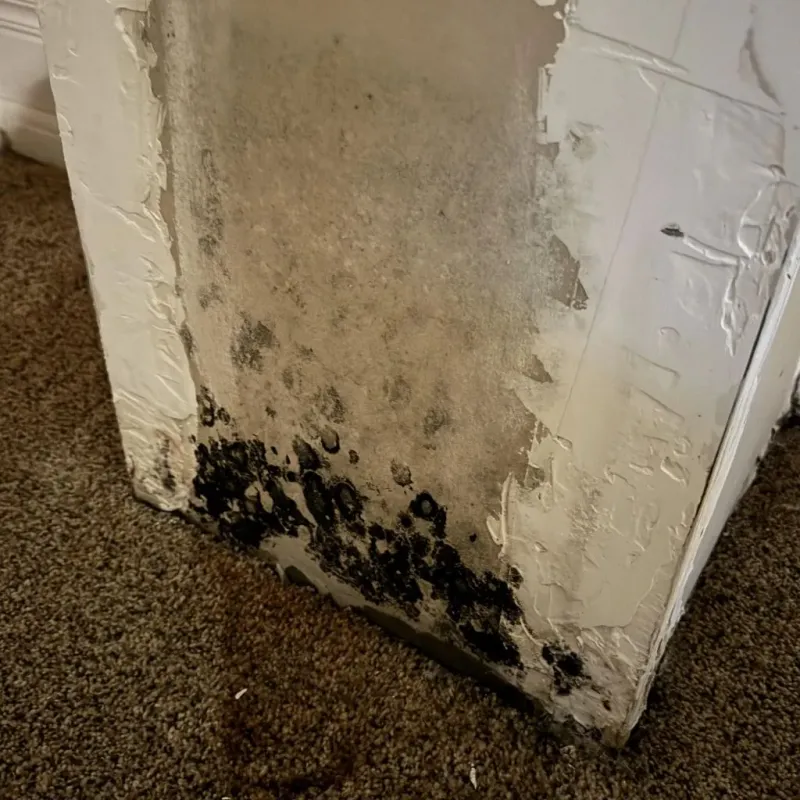 Professional Mold Removal in Geneseo, IL